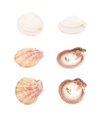 Sea shell isolated