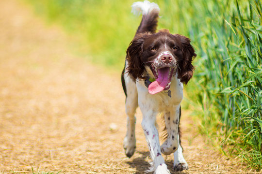 Springer Spaniel