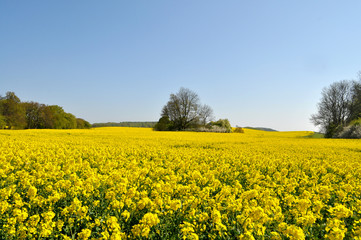 Rapsfeld in Posewald auf R&uuml;gen