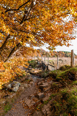 Country Durham Autumn Walk