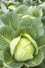 Fresh organic cabbage field