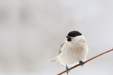 little marsh tit sits on a thin vine on a blurry gray background. Minimalism