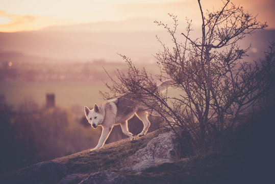 Tschechoslowakisches Woflshundrudel freilaufend im Gebirge