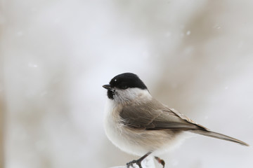 A lonely little marsh tit in the space of snow....