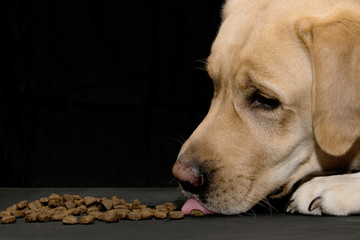 .A dog with his tongue sticking out eats the food on a black background.