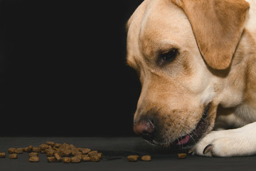 .A dog eats feed on a black background.