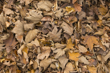 Carpet of autumn leaves.