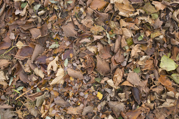 Carpet of autumn leaves.