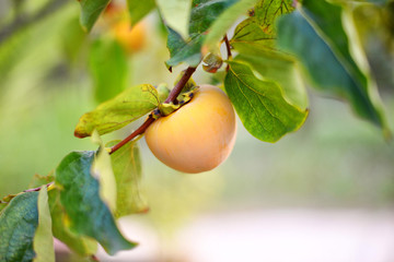 home grown Sicilian Kaki fruit