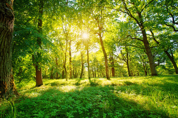 Fototapeta na wymiar old oak tree foliage in morning light with sunlight