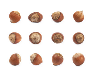 Single hazelnut isolated