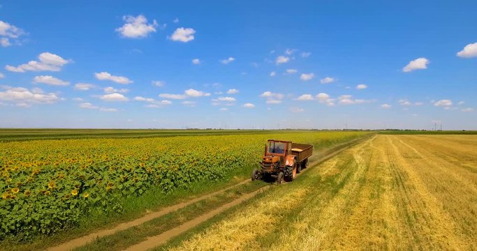 Aerial shot of tractor on harvest fields in summer day with blue sky. Food industry concept. 4k