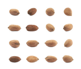 Single pecan nut isolated