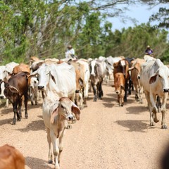 vacas