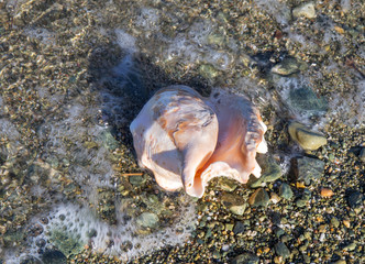 Fototapeta na wymiar shell by the Aegean Sea, Greece