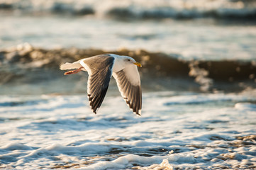 Beach Seagull in flight across the breaking waves of the California coast.