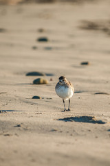 Sanderling bird walking along sandy beach in search of food.