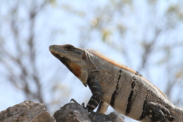 Iguana Sola