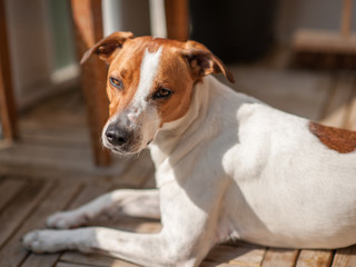 15 months old Danish Swedish Farmdog. This breed, which originates from Denmark and southern Sweden is lively and friendly.