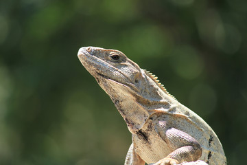Iguana de la Península de Yucatan