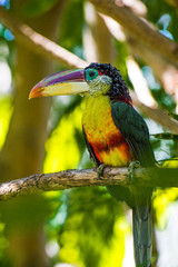 Toucan