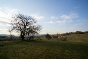 Fototapeta na wymiar Meadow with trees and views to mountains. Slovakia