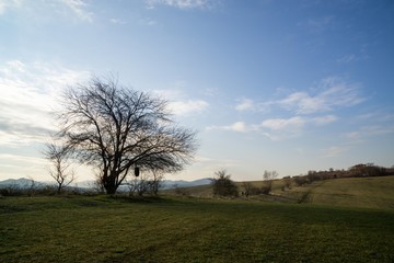 Obraz premium Meadow with trees and views to mountains. Slovakia