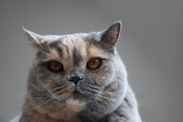 Portrait Of British Cats Head