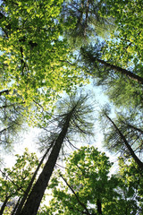 Summer day. Tree in forest