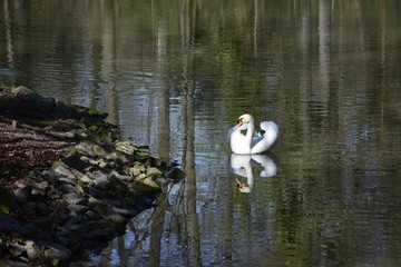 Schwan im See