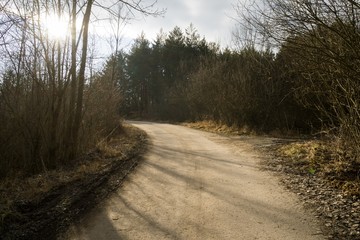 Magic trees and paths in the forest. Slovakia	