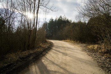 Magic trees and paths in the forest. Slovakia	