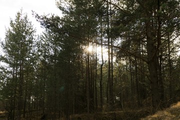Trees in the forest. Slovakia	
