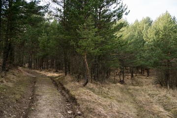 Jumping pump track trail for bicycle built in the middle of the woods. Slovakia