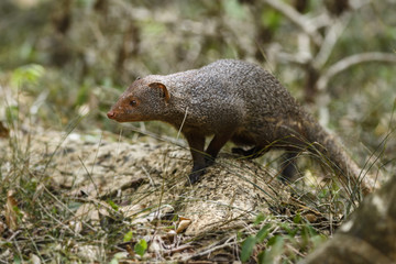 Ruddy Mongoose - Herpestes smithii  - civets carnivore from Sri Lanka busches and forests
