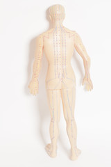 Medical acupuncture model of human 