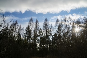 Trees in the forest. Slovakia	
