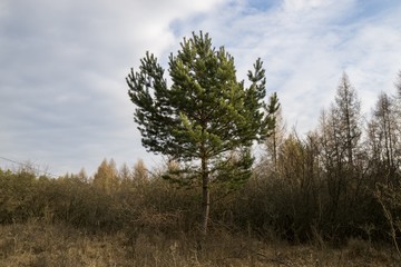 Obraz premium Trees in the forest. Slovakia 