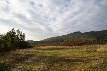 Fototapeta premium Meadow with trees and views to mountains. Slovakia