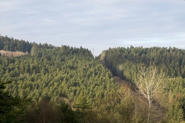 Electricity poles in the middile of the woods. Slovakia