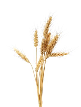 dry ears wheat grain isolated on white, with clipping path