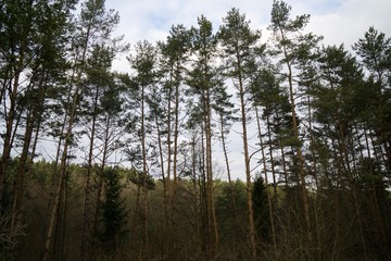 Trees in the forest. Slovakia