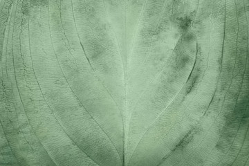 Geen blue leaf texture