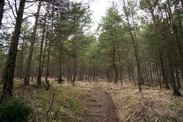Jumping pump track trail for bicycle built in the middle of the woods. Slovakia