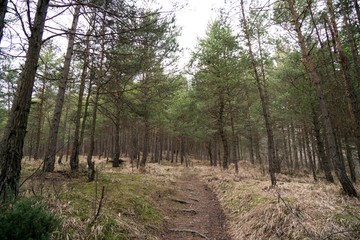 Jumping pump track trail for bicycle built in the middle of the woods. Slovakia