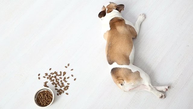 refusal to eat. boycott. the dog refuses to eat tasteless food. a sad French bulldog lies on a light floor next to a full bowl of dog food.