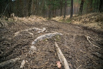 Roots of tree in forest. Slovakia