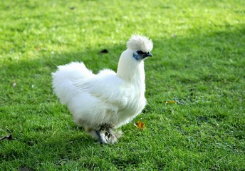 A beautiful white silk chicken walking alone in a garden 