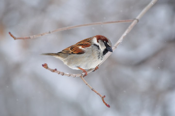 House sparrow (Passer domesticus) sits on a branch under falling snow.