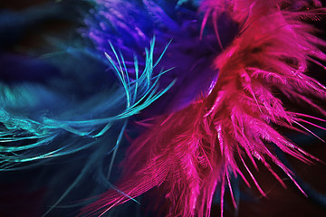 Mardi Gras © photographybyjw